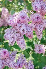 Obraz premium Lilac in the garden