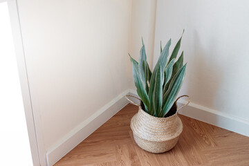 Sansevieria cylindrica and laurentii (Dracaena trifasciata, mother in law tongue, snake plant) in house