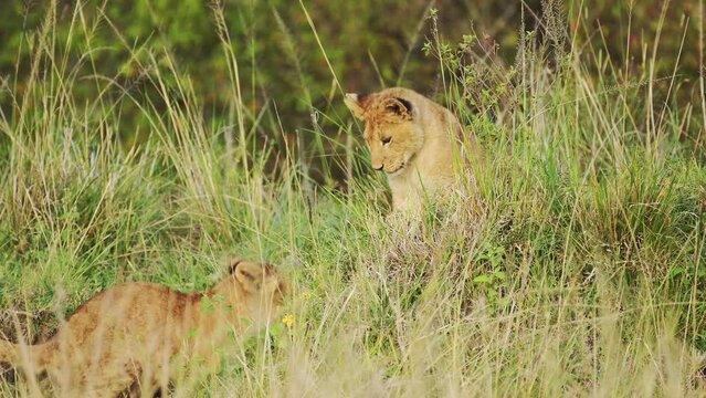 Young lion cubs and mother resting in cover of lush greenery in thick vegetation, African Wildlife in Maasai Mara National Reserve, Kenya, Big five Africa Safari Animals