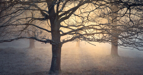 misty morning in the forest