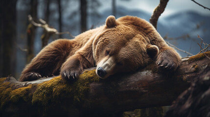 sleeping  brown  bear portrait - obrazy, fototapety, plakaty