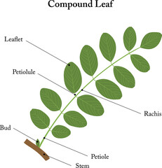 Compound leaf. Labeled diagram. - obrazy, fototapety, plakaty