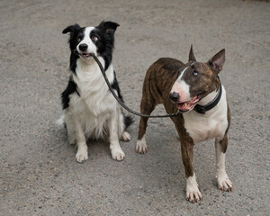 A border collie leads a bull terrier by the leash. One dog walking another. 