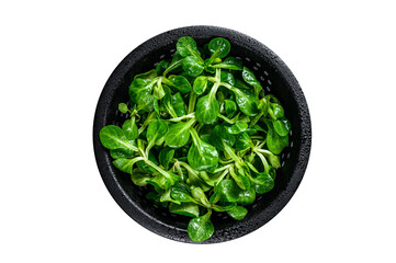 Fresh green Corn salad leaves, lambs lettuce in a colander.  Transparent background. Isolated