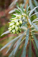 Detailed view of green euphorbia plant flower. Herbal nature backgrounds