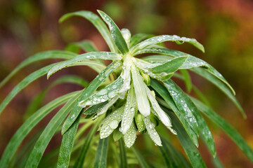Closeup view of green euphorbia plant flower. Herbal nature backgrounds