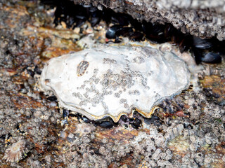 Pacific oyster (Magallana gigas) on a rock during low tide in Galicia (Spain)