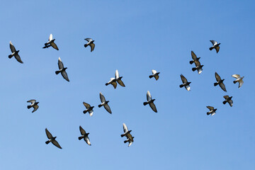 Obraz premium Pigeons fly in the sky. Clear sky background. No clouds. Birds flying wide spread wings. Freedom symbolic background. Empty copy space wildlife.