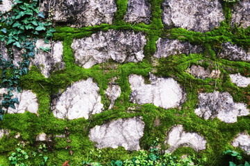 Stone bricks wall texture pattern overgrown with moss and foliage. Abstract nature and urban backgrounds