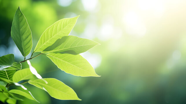 green leaves in sunlight,  green leaf on blurred  background under sunlight with bokeh and copy space
