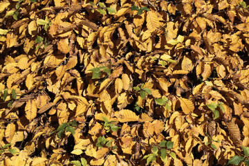 Autumn yellow leaves on tree. Leaves texture. Fall season nature background. Tree dry leaves falling. Vibrant color autumn sunlight landscape.