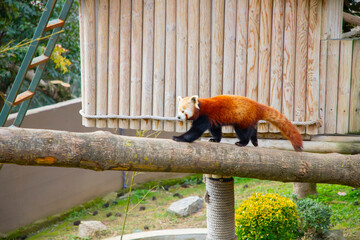 Red panda - Ailurus Fulgens - portrait. Cute animal resting lazy on a tree, useful for environment...
