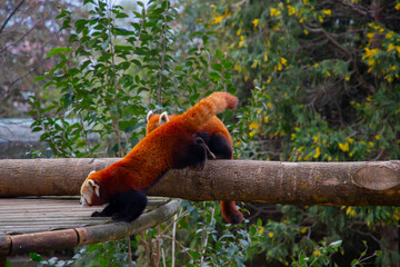 Red panda - Ailurus Fulgens - portrait. Cute animal resting lazy on a tree, useful for environment...