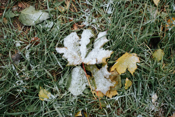 Frost cold weather climate, top view of autumn leaf covered with snow
