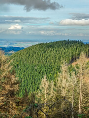 Herbstlich bewachsener Wald auf einer Bergkuppe im Harz