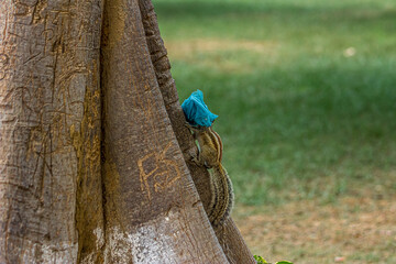 A small fluffy Indian palm squirrel runs away grabbing a blue shoe cover. This animal is also known as Funambulus palmarum, three-striped palm squirrel. Looks like a chipmunk.