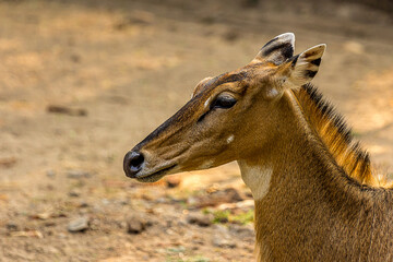 Close-up profile portrait of a hornless female nilgai. The Nilgai (Boselaphus tragocamelus) is the largest antelope in Asia and lives in the north of the India. Wild animal,mammal.