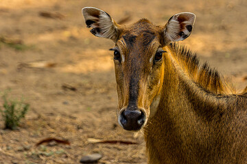 Close-up portrait of a full-face hornless female nilgai. The Nilgai (Boselaphus tragocamelus) is the largest antelope in Asia and lives in the north of the India. Wild animal, mammal.