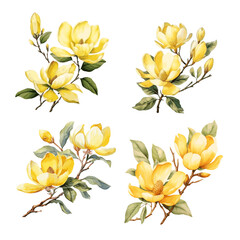 Beautiful yellow magnolia flower branch with leaves watercolor paint on white background © Oleksiy