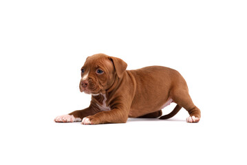 Cute little American Pit Bull Terrier puppy isolated on white background