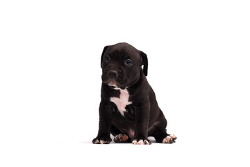 Cute little American Pit Bull Terrier puppy isolated on white background