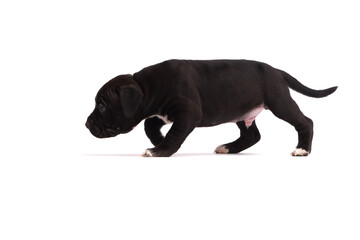 Cute little American Pit Bull Terrier puppy isolated on white background