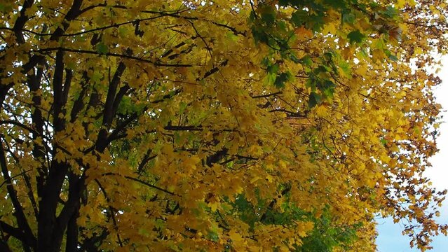 The branches of beautiful tree and yellow leaves sway in the wind. Autumn day out in the park. Leaves on a tree, fluttering in the breeze. Vivid colors of foliage in fall season as natural background.