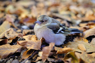 Close up photo of common chaffinch (Fringilla coelebs) adult female in autumn leaves. Isolate background. Most common bird of Europe. 