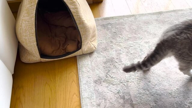 Young Persian kitten leaving home after a nap