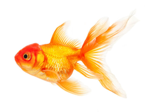 Gold fish isolated on white background. Clipping path.