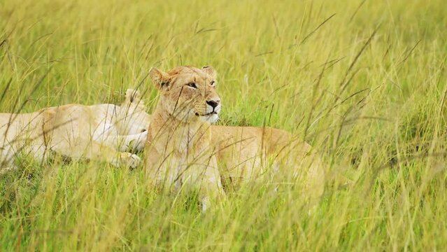 Pride of Lions in Long Savanna Grass, African Wildlife Safari Animal in Maasai Mara National Reserve in Kenya, Africa, Portrait of Two Female Lioness Close Up in Savannah Grasses from Low Angle