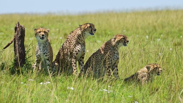 Slow Motion Shot of Group of Cheetahs using acacia tree for shade, cooling off from bright Masai Mara sun African Wildlife in Maasai Mara National Reserve, Kenya, Africa Safari Animals