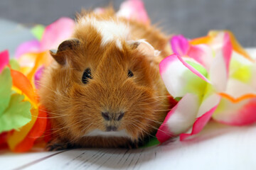 Guinea pig with colorful flowers in the background  - 672170039