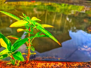little plant in side river