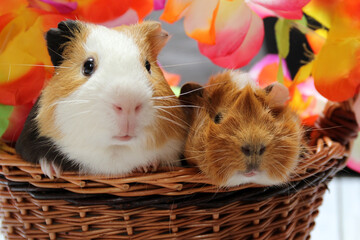 Guinea pigs on a colorful floral background  - 672170083