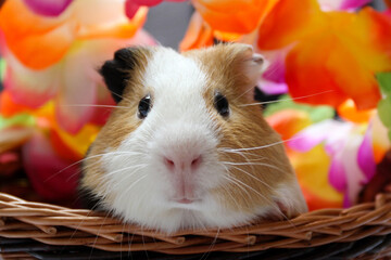 Guinea pig with colorful flowers in the background  - 672170091