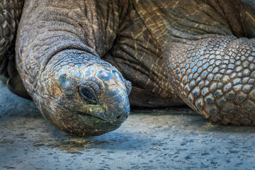 Close up portrait of a giant tortoise, Seychelles