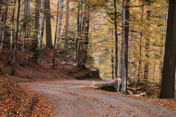 Autumn forest road. View of forest road with fallen leaves at the arrival of autumn. Forest in autumn colors. 