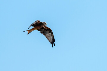 Portrait of a red kite (milvus milvus) with spread wings flying in the blue sky