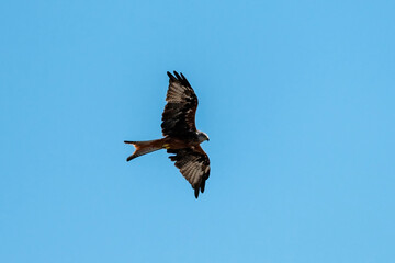 Portrait of a red kite (milvus milvus) with spread wings flying in the blue sky