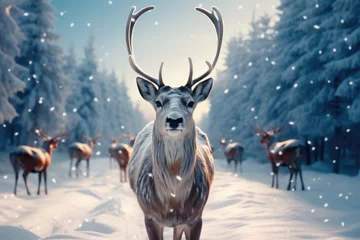Fotobehang Reindeer, Rudolph with snow in winter landscape. © visoot