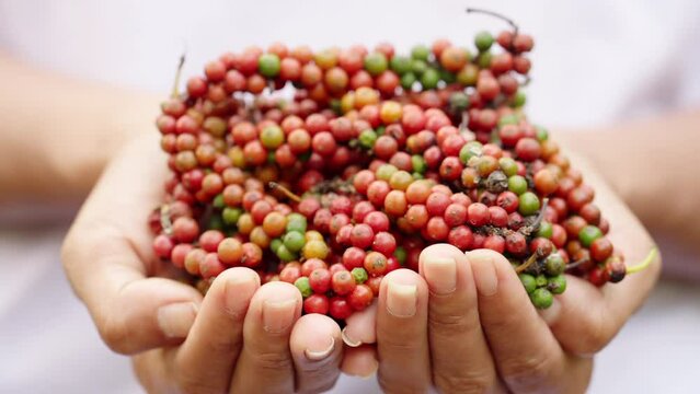 harvested black pepper fruits on farm, cultivated piper nigrum tropical spices