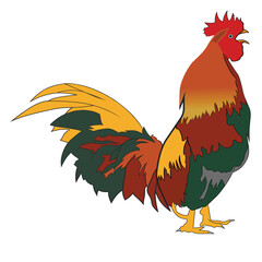 rooster isolated on white,Bekisar chicken,big male chicken,
A male giant cock crows,male giant chickens have short legs