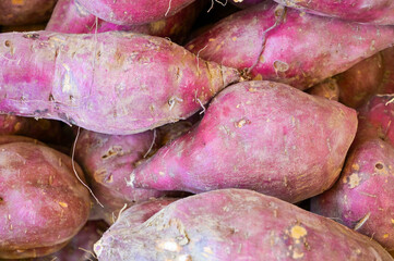 たくさんのサツマイモ