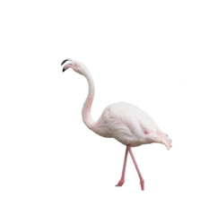 Fotobehang European pink flamingo © Sergio Delle Vedove