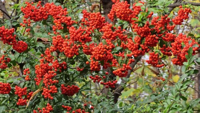 Bright berries of scarlet firehorn Pyracantha coccinea in the garden in autumn, red firehorn
