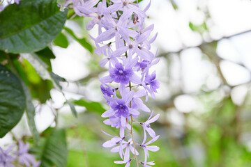 Close-up of Purple wreath blooming on tree branch