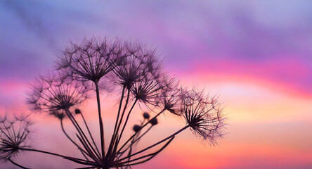 thistle in the sunset
