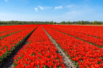 Elongated bulb fields with red tulips in full bloom in Lisse, the Netherlands