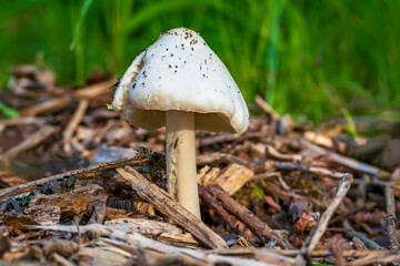 The big sheath mushroom (Volvariella gloiocephala) with mosquito in the Prielenbos in Zoetermeer
